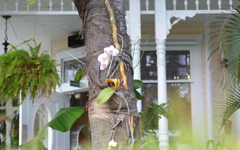 orchids growing on tree with house behind at duval street key west