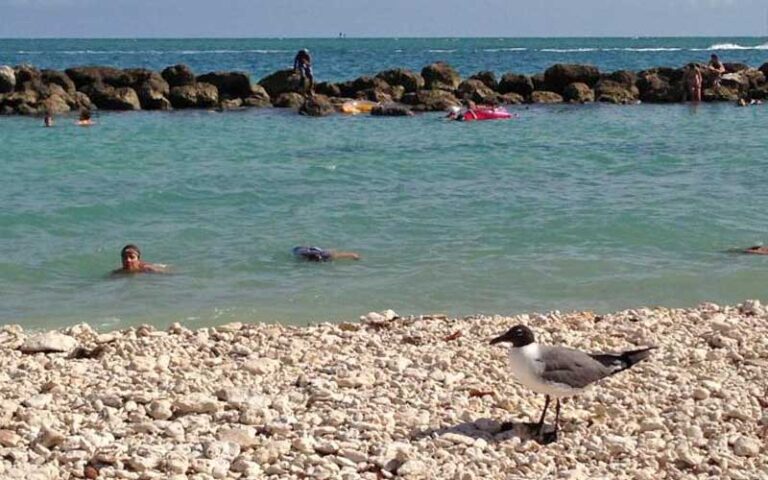 pebble beach with gull and swimmers in water at fort zachary taylor historic state park key west