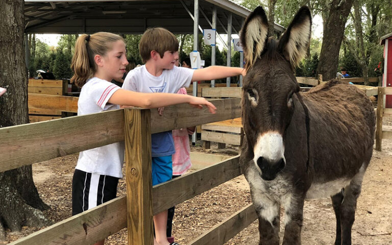 teens petting donkey through fence at santas farm eustis