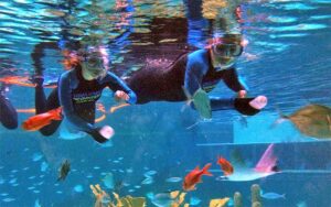 two snorkelers in tank with coral and fish at florida keys aquarium encounters marathon