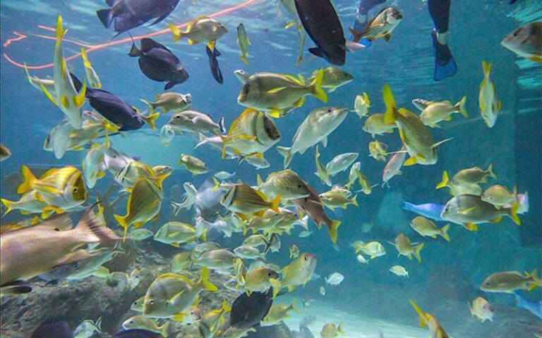 variety of many fish in tank at florida keys aquarium encounters marathon