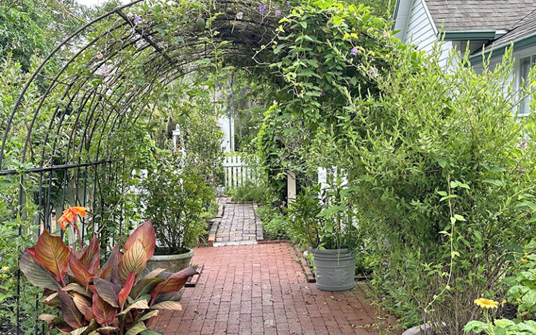 vine trellis arching over garden beside house at harry p leu gardens orlando