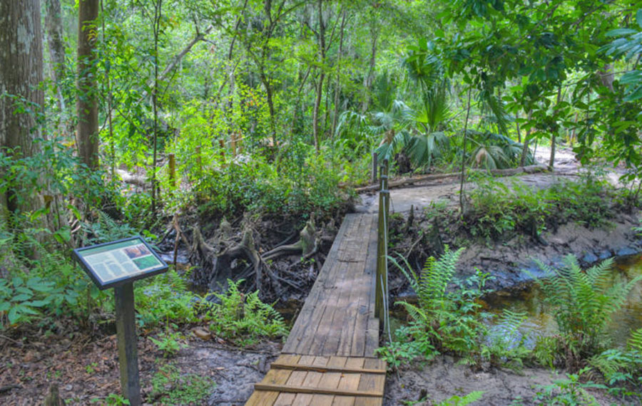 boardwalk bridges along trail with placard and dense tropical foliage at jacksonville arboretum