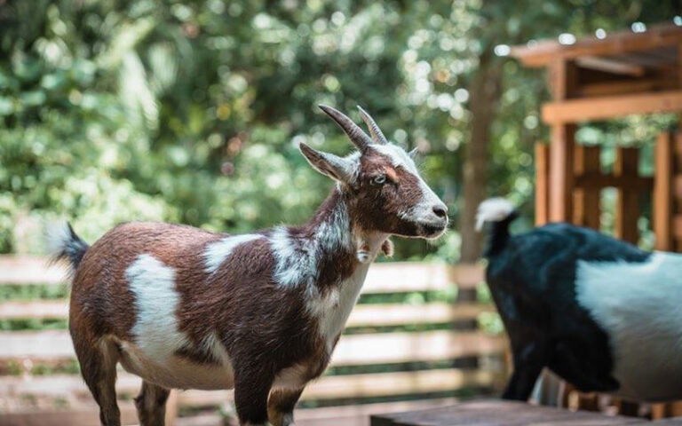 brown goat in pen at tree hill nature center jacksonville