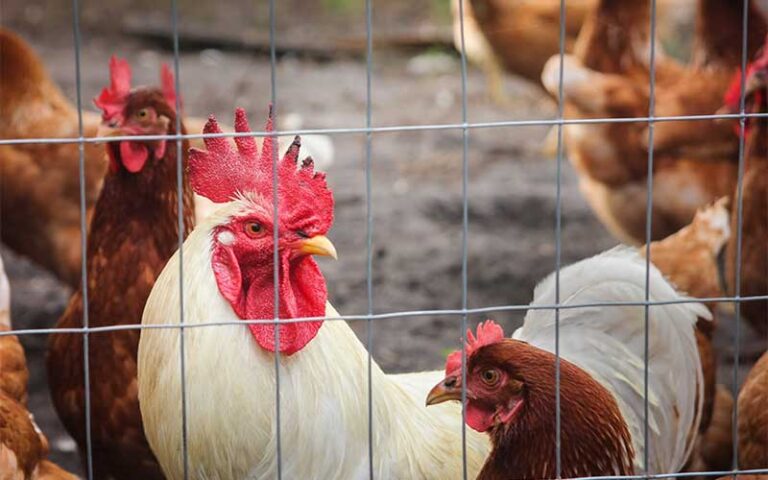 chickens in coop at marando farms and ranch davie