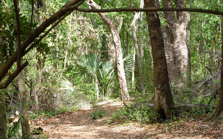 coastal hammock along trail at tree hill nature center jacksonville