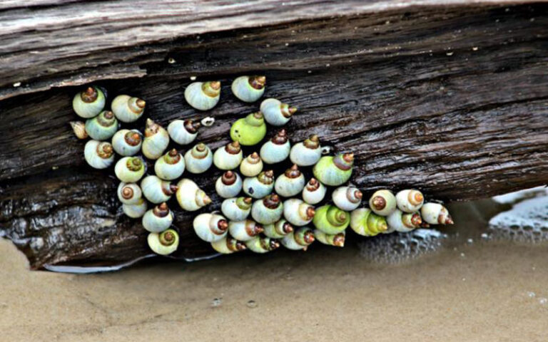 dozens of snails attached to driftwood on beach at big talbot island state park jacksonville