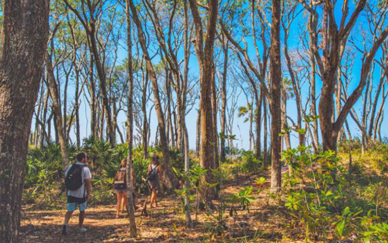 hikers on hammock trail at big talbot island state park jacksonville