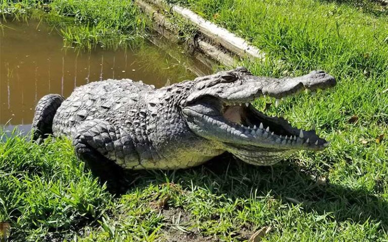 large alligator raising up with mouth open at sawgrass recreation park everglades