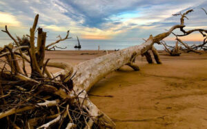 large tree driftwood on beach at sunrise at big talbot island state park jacksonville