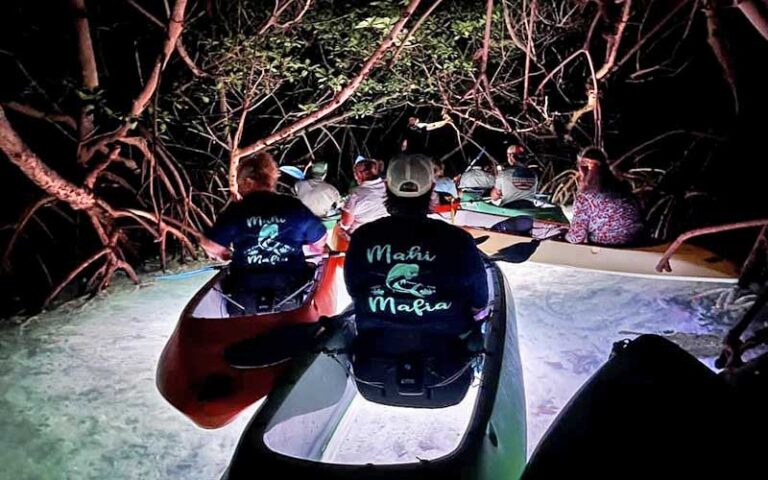 lighted kayakers at night paddling through mangroves at night kayak key west