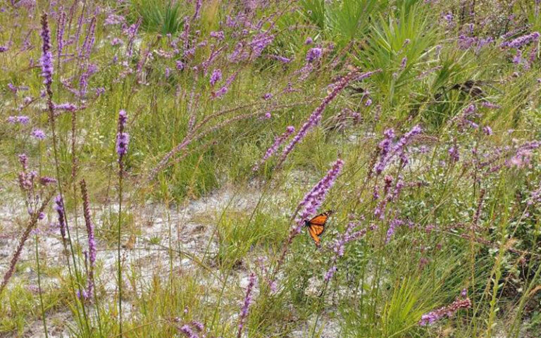 monarch butterfly on purple plants in field at amelia island state park jacksonville