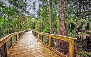 new wood boardwalk through forest at tree hill nature center jacksonville