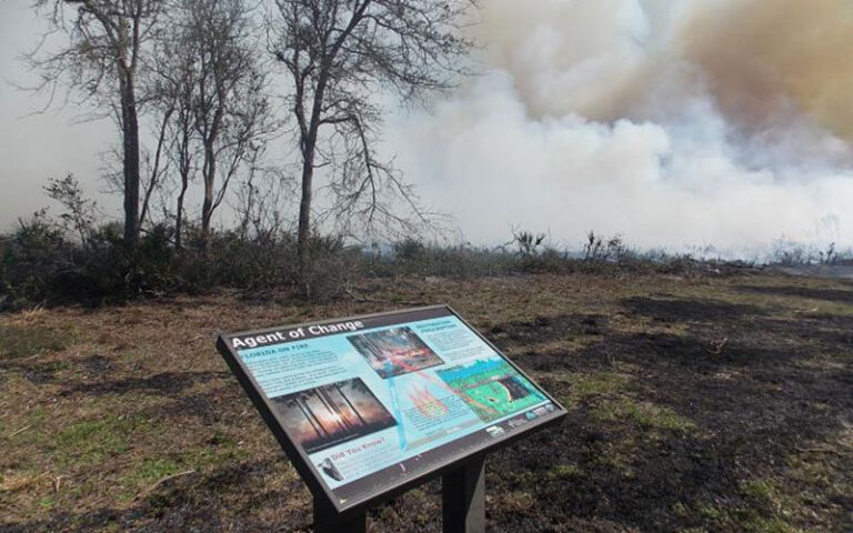 smoky burned out scrub with placard info at big talbot island state park jacksonville