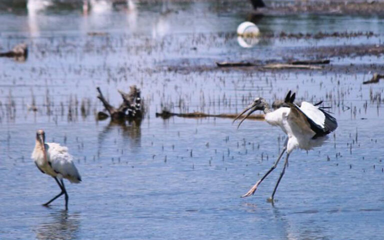storks landing in wetland area at big talbot island state park jacksonville