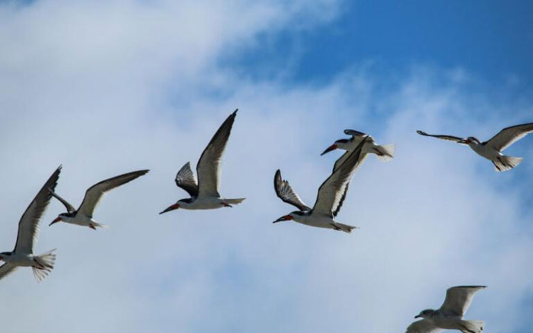 terns flying in flock in blue sky at amelia island state park jacksonville
