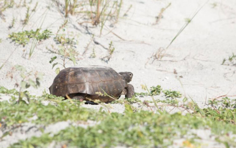 tortoise moving along sand dune at amelia island state park jacksonville
