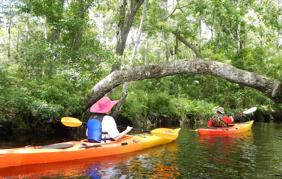 two kayakers paddling through dense foliage for adventures up the creek
