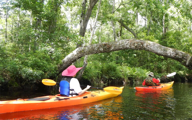 two kayakers rowing through dense canopy at adventures up the creek jacksonville