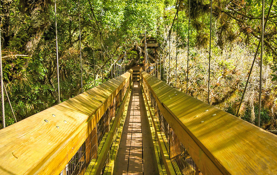 view down canopy walkway bridge through trees myakka river state park sarasota