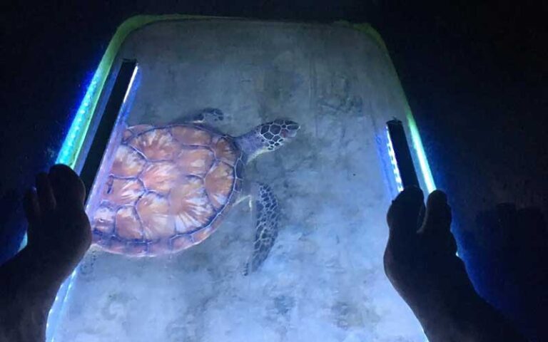view of sea turtle underwater through glass bottom kayak at night kayak key west