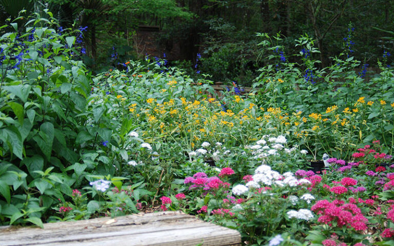 wildflower garden of butterfly attracting plants at tree hill nature center jacksonville