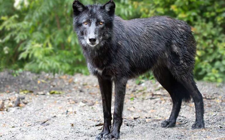 black wolf standing at st augustine wild reserve