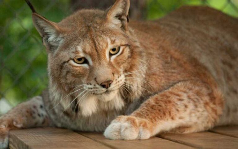 brown siberian exotic cat in habitat at st augustine wild reserve