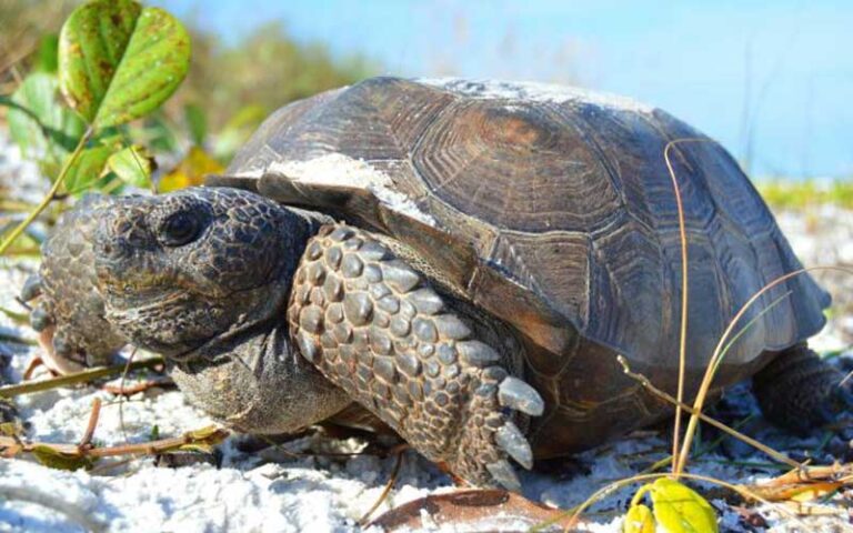 closeup of gopher tortoise at lovers key state park fort myers