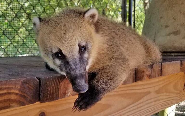 coati in habitat at st augustine wild reserve