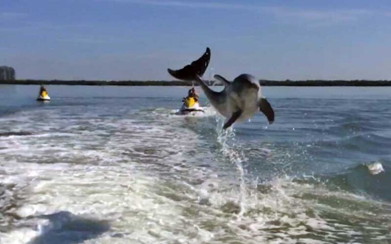 dolphin leaping in wake of boat at paradise parasail fort myers beach