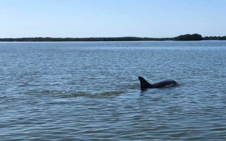 dolphin swimming in inlet area at all island watersports fort myers beach