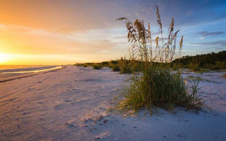 dunes with sea oats on beach with sunset at lovers key state park fort myers