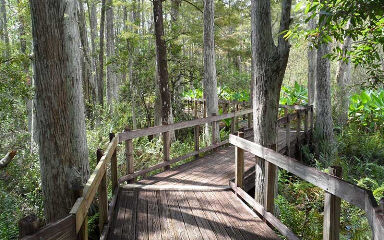 elevated boardwalk trail through woods at calusa nature center planetarium fort myers