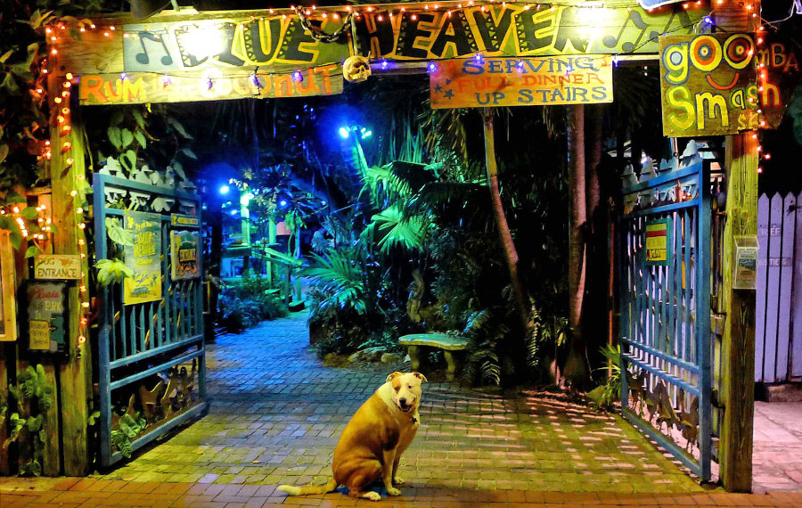 entrance gate at night to backyard dining area with dog blue heaven key west