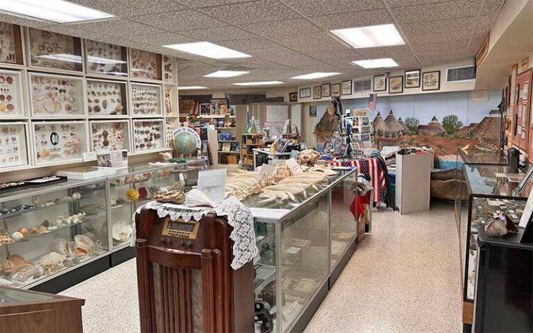 exhibit room with hundreds of shells in cases at museum of the islands fort myers