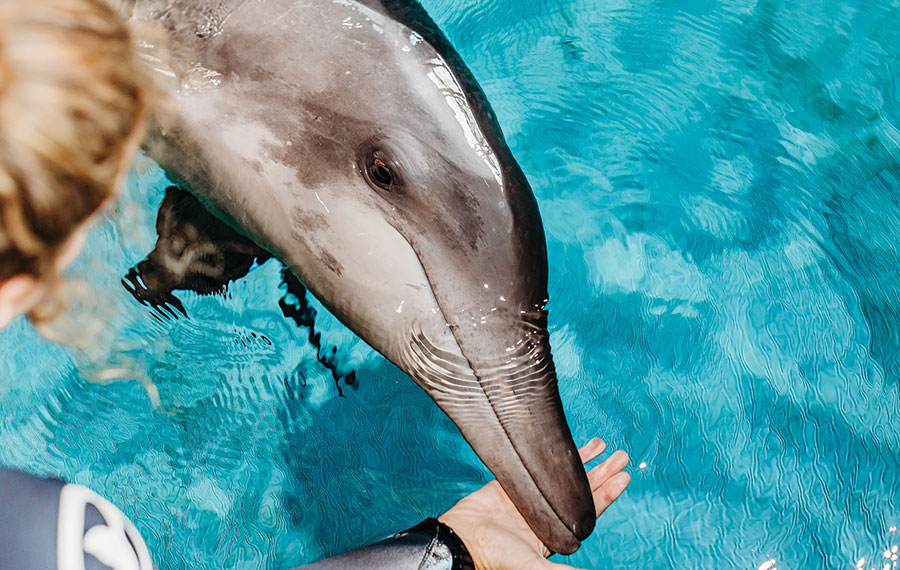 female trainer with hand on dolphin in pool clearwater marine aquarium