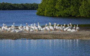 flock of pelicans on sandbar with trees and water at jn ding darling national wildlife refuge sanibel fort myers