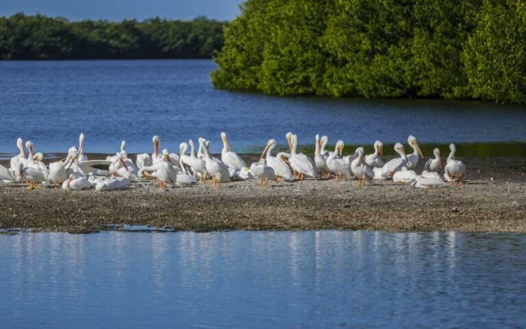 flock of pelicans on sandbar with trees and water at jn ding darling national wildlife refuge sanibel fort myers