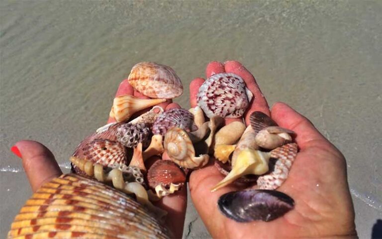 hands holding variety of shells over ocean water at adventures in paradise fort myers