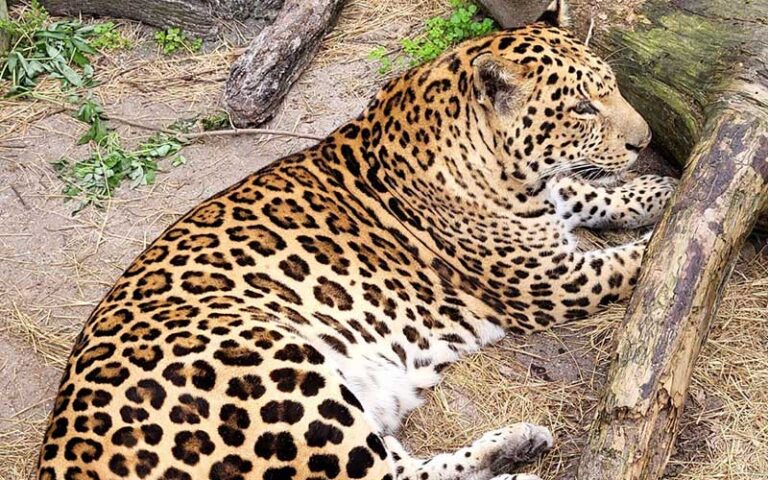leopard lying on straw with log at st augustine wild reserve