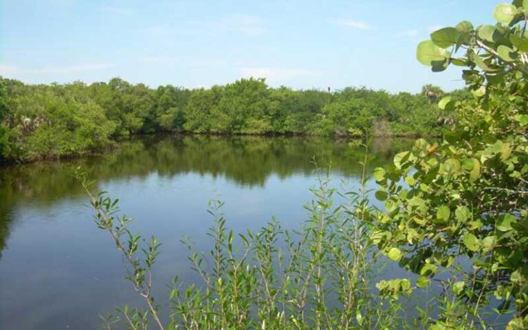 marsh lagoon with mangroves at lovers key state park fort myers