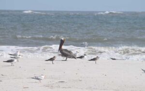 pelican on beach with other birds at anastasia state park st augustine