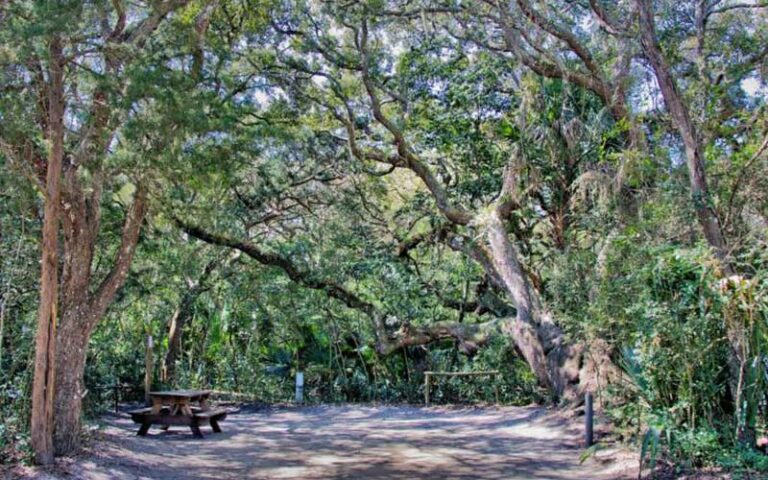 picnic table in clearing with trees at anastasia state park st augustine
