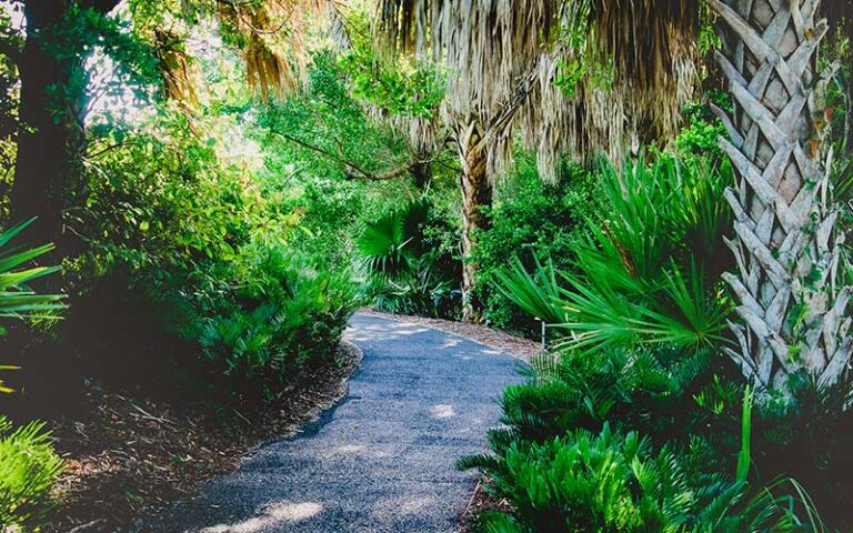 shady trail leading through palms and scrub at mound house at fort myers beach