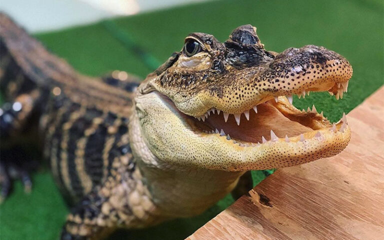 small alligator showing teeth in habitat at alligator wildlife discovery center madeira beach