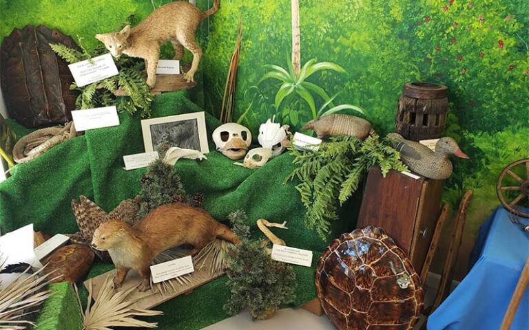 taxidermy animals display with otter and turtle shells and skulls at museum of the islands fort myers