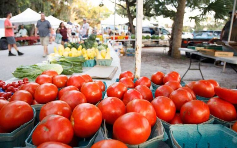 tomatoes and squash in cartons under tent with shoppers at st augustine amphitheatre farmers market