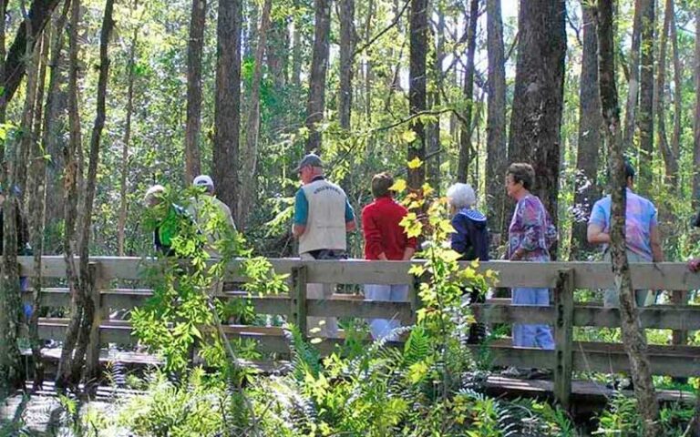 tour group walking along elevated boardwalk through wetland forest area at six mile cypress slough preserve fort myers