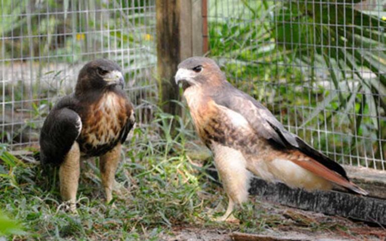 two hawks in fenced enclosure at calusa nature center planetarium fort myers